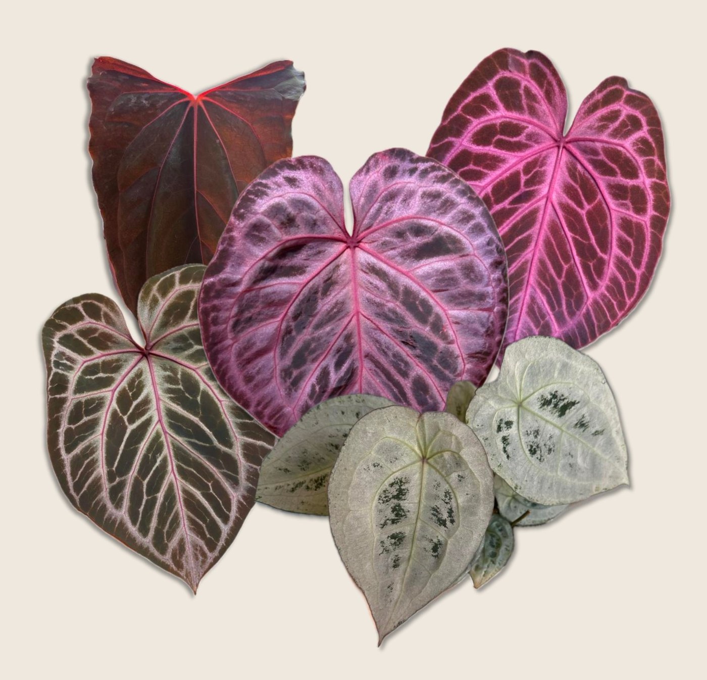 A collection of colourful Anthurium leaves